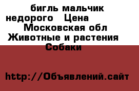 .бигль мальчик недорого › Цена ­ 13 000 - Московская обл. Животные и растения » Собаки   